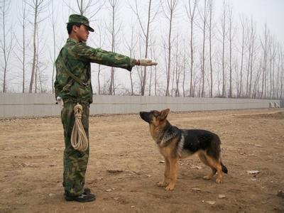 训练狗狗听话的诀窍 怎么训练狗狗听话