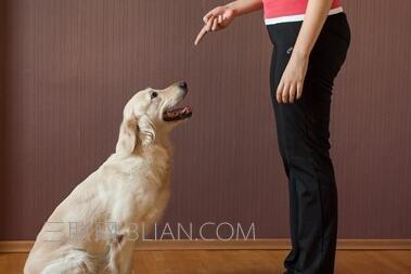 排球训练方法和手段 训练狗狗的手段有哪些