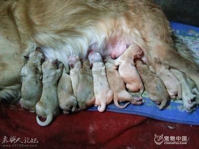 母狗绝育后的护理 怀孕中母狗的饲养护理方法