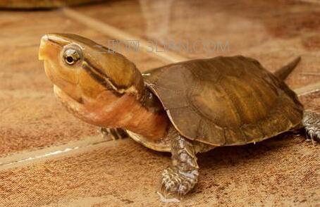 巴西龟吃什么蔬菜水果 乌龟可以吃什么蔬菜