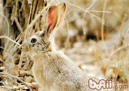 塔里木兔 塔里木兔的生存环境是怎样的