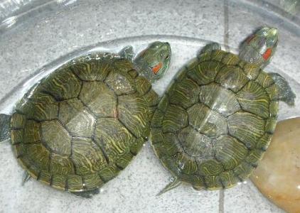 小乌龟养2个还是1个好 乌龟怎么养(2)