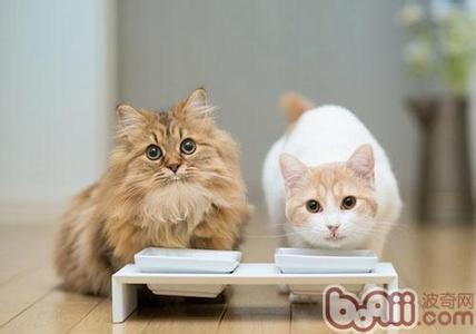 猫咪在食盆旁刨地 为什么猫咪会刨食盆里的猫粮？