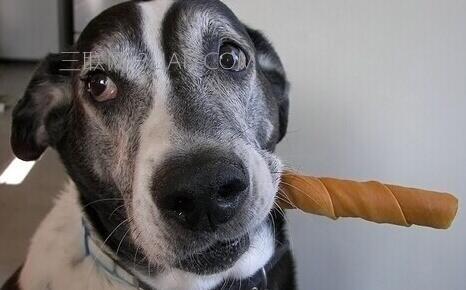 宠物狗磨牙棒 如何防止宠物狗磨牙