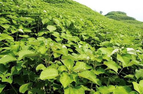 苎麻栽培技术 苎麻的栽培技术