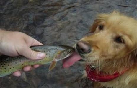 狗狗能吃海鲜吗 狗狗吃海鲜有害处吗