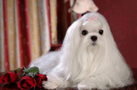 狗狗毛发变白 怎么样使狗狗的毛发变的更漂亮