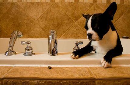 狗狗学问大 给狗狗洗澡的一些学问