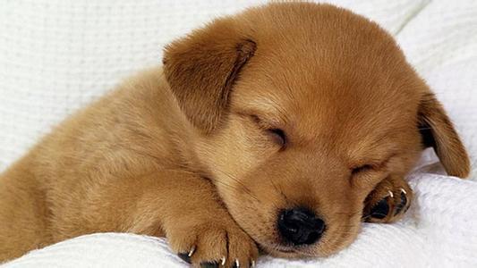 怎样了解狗狗的睡眠习惯