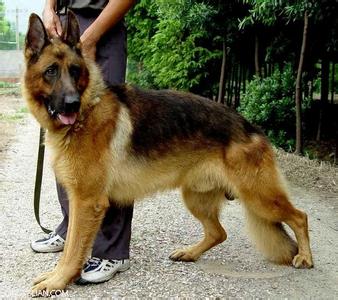上海浦东宠物狗训练 宠物狗训练和不训练的差别
