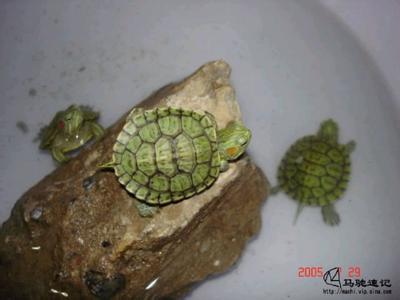 农广天地养龟视频 乌龟养殖新技术