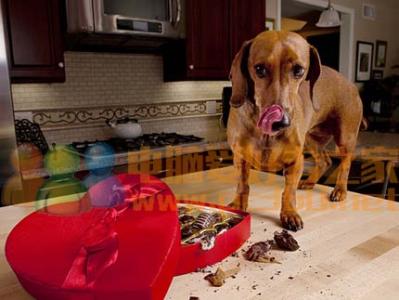 狗狗不能吃巧克力 为什么不能喂狗狗吃巧克力？