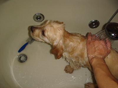 金毛犬洗澡视频教程 给金毛犬洗澡的问题