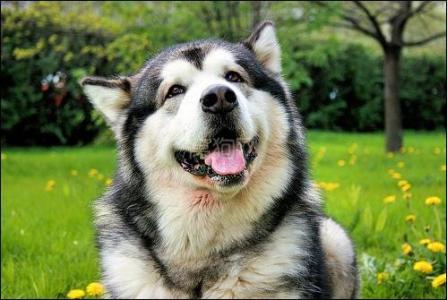 阿拉斯加吃多少狗粮 阿拉斯加雪橇犬吃什么狗粮好