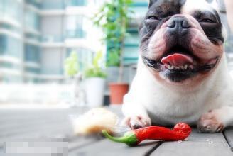 狗狗吃辣椒 狗狗能不能吃辣椒呢？