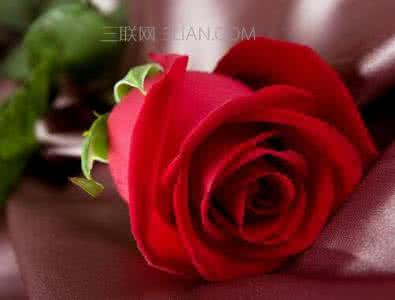 百合花语每朵代表什么 红玫瑰花语每朵代表什么