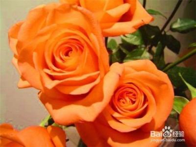 不同颜色玫瑰花的花语 玫瑰花不同月份有什么花语