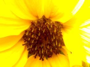 描写太阳花的优美词句 描写太阳花的段落