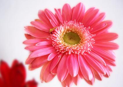 小太阳花的花语 太阳花的花语是什么