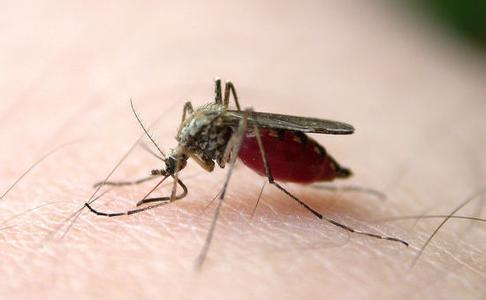 被蚊子咬了怎么止痒 蚊叮后的奇怪有效止痒法