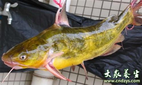 黄颡鱼的营养价值 黄颡鱼的药用价值