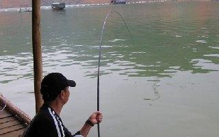 台钓提竿遛鱼视频 野钓大鱼提竿遛鱼的三个正确方法