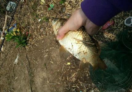 春季野钓鲫鱼饵料配方 春季钓鲫鱼如何选择时机、钓位与饵料