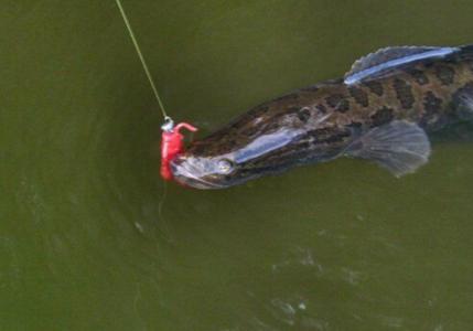 路亚黑鱼技巧 夏季自然水域钓黑鱼的技巧