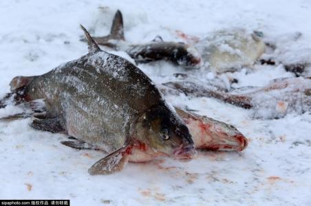 冬季砸冰钓鱼视频 冬季钓鱼鱼口小的原因及对策