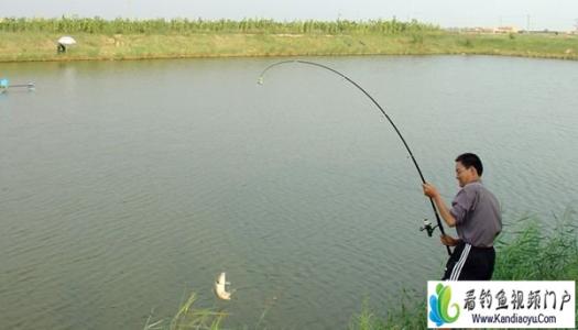 夏季草鱼钓法 夏季垂钓几种常见钓法技巧