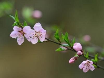 春分祝福语 2015春分短信祝福语