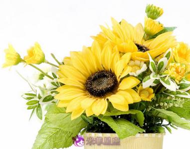 太阳花的寓意 送太阳花代表什么意思
