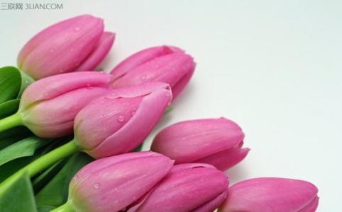 荷兰国花郁金香 美丽的郁金香是荷兰的国花