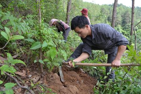 茯苓种植 怎么样种植茯苓