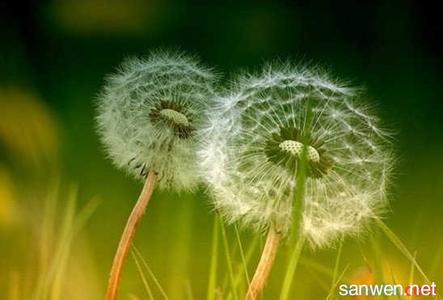 攥一把芳香的泥土赏析 攥一把芳香的泥土阅读答案