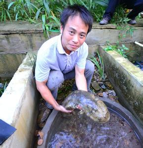 人工饲养娃娃鱼价格 娃娃鱼人工饲养技术