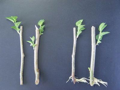 植物生长调节剂 常见花木扦插中生长调节剂的应用