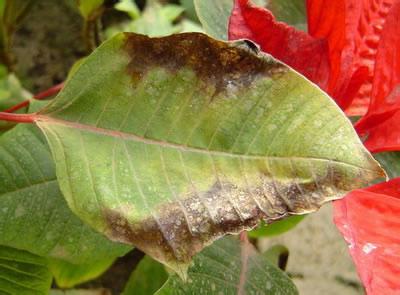 花木病虫害防治 怎样辨识花木常见病虫害