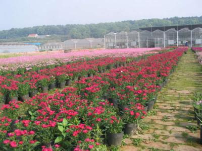 露地花卉栽培养护管理 露地花卉的栽培管理