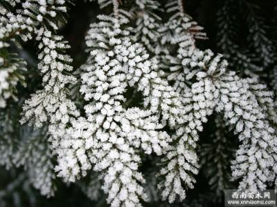 花卉病虫害防治方法 冬季花卉病虫害的防治方法