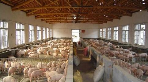 生猪养殖场 秋冬季生猪养殖场防疫注意事项