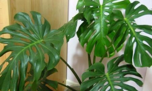 净化空气的室内植物 能净化室内空气的植物有哪些