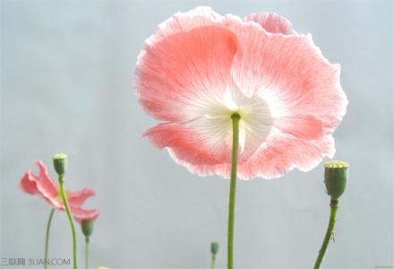 白罂粟花的花语 罂粟花的花语是什么