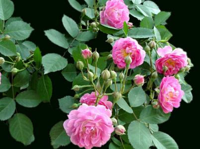 蔷薇代表的含义是什么 蔷薇花语是什么