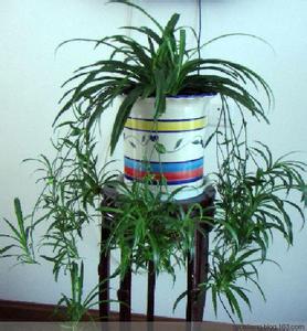 吊兰花种植方法与养护 吊兰的养护方法