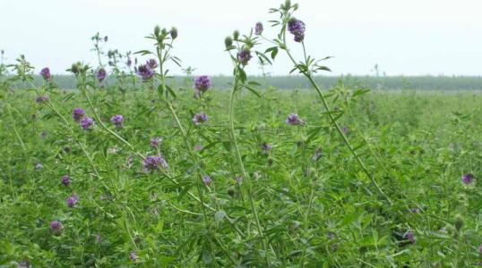 紫花苜蓿施肥 紫花苜蓿草种植施肥的方式