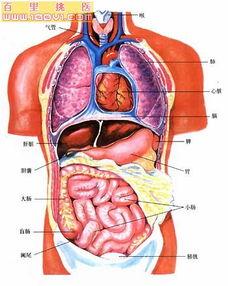 胰腺炎在哪个部位疼 胰腺炎在人体哪个部位