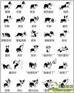 狗狗的身体语言 狗的身体语言有哪些