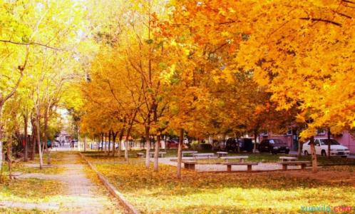 描写秋天校园的景色 描写校园的秋天好段