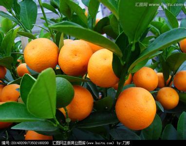 描写桔子的好词好句 描写橘子的好段